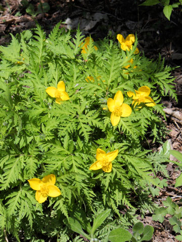 Chelidonium japonicus f. dissectum