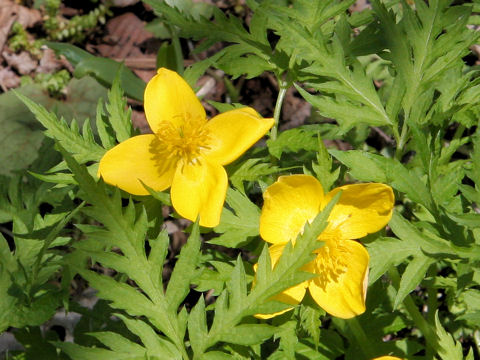 Chelidonium japonicus f. dissectum