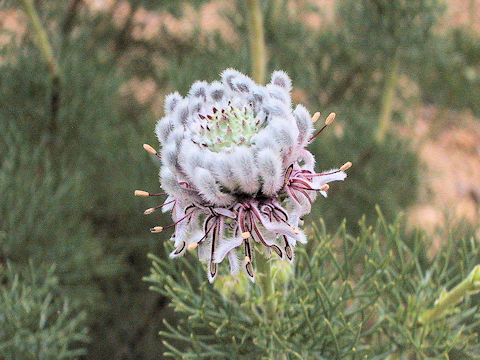 Serruria pedunculata