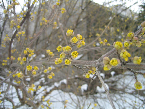 Cornus mas