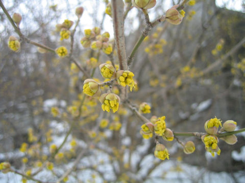 Cornus mas