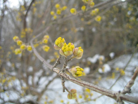 Cornus mas