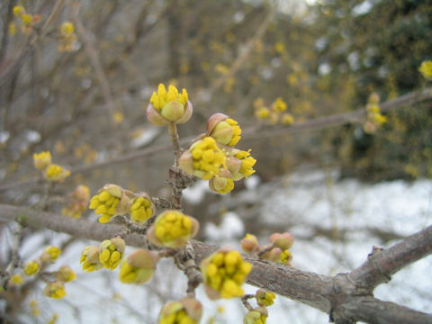 Cornus mas