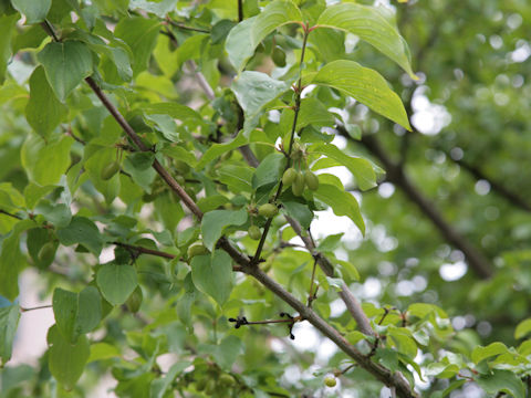 Cornus mas