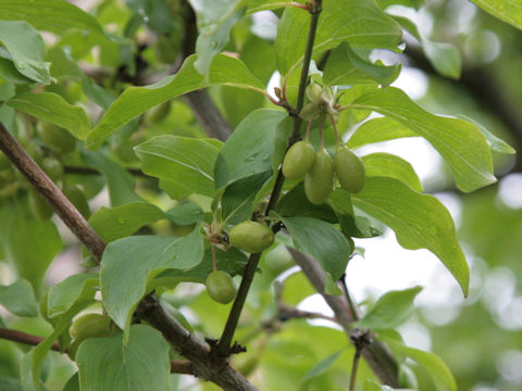 Cornus mas