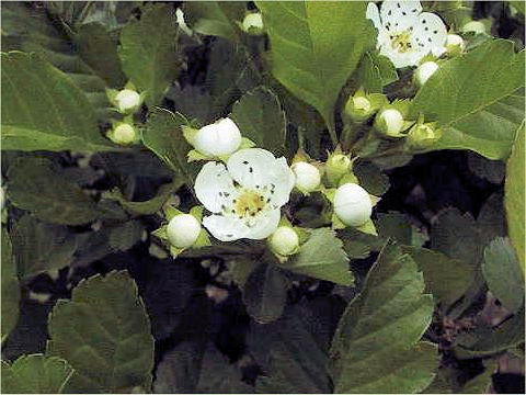 Crataegus oxyacantha