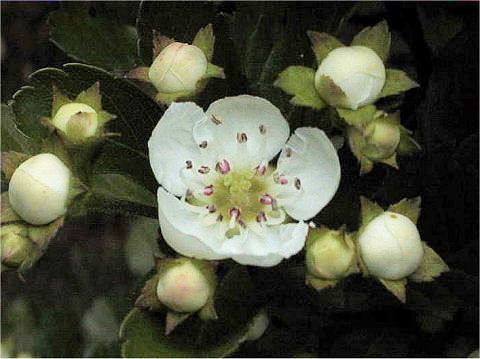 Crataegus oxyacantha