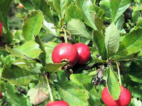 Crataegus oxyacantha