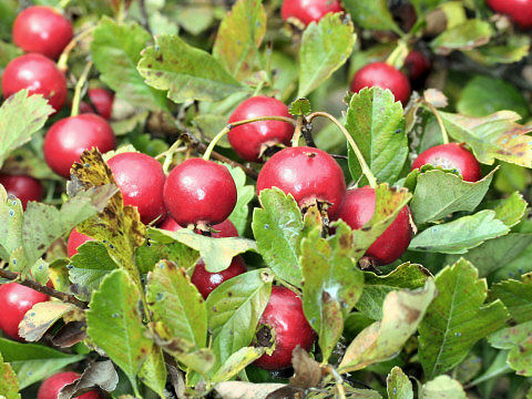 Crataegus oxyacantha