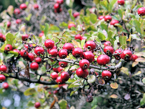 Crataegus oxyacantha