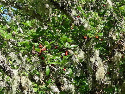 Crataegus oxyacantha