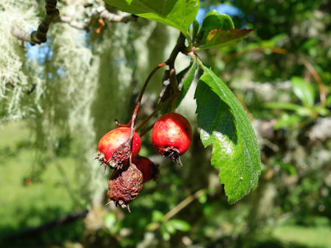 Crataegus oxyacantha