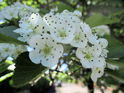 Crataegus oxyacantha