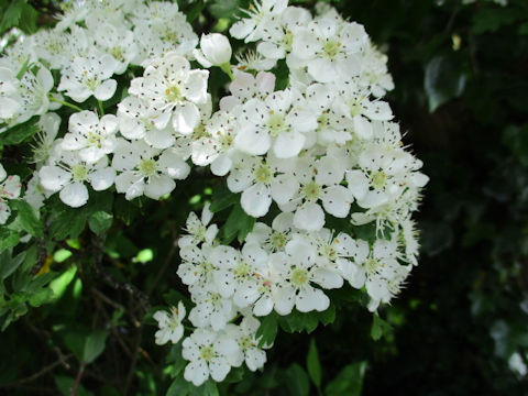 Crataegus oxyacantha