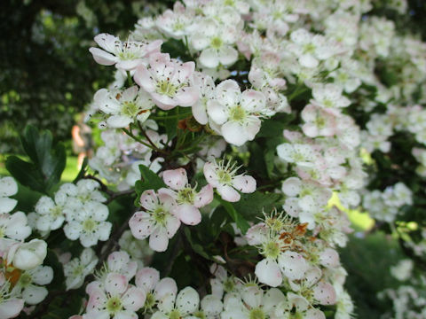 Crataegus oxyacantha