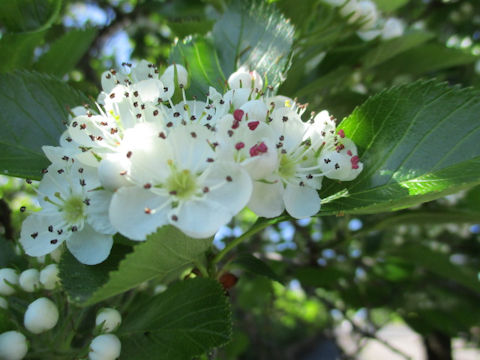 Crataegus oxyacantha