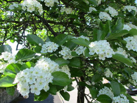 Crataegus oxyacantha