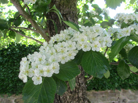 Crataegus oxyacantha