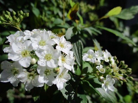 Crataegus oxyacantha