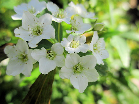 Crataegus oxyacantha