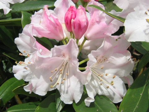 Rhododendron cv.