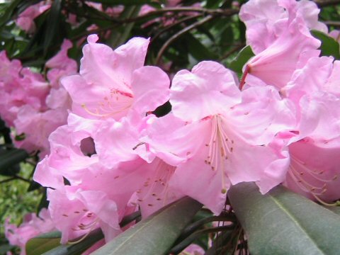 Rhododendron cv.