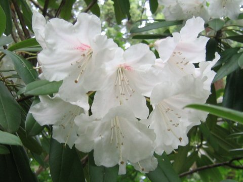 Rhododendron cv.