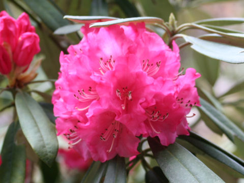 Rhododendron cv. Percy Wiseman