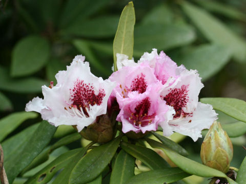 Rhododendron cv. Sappho