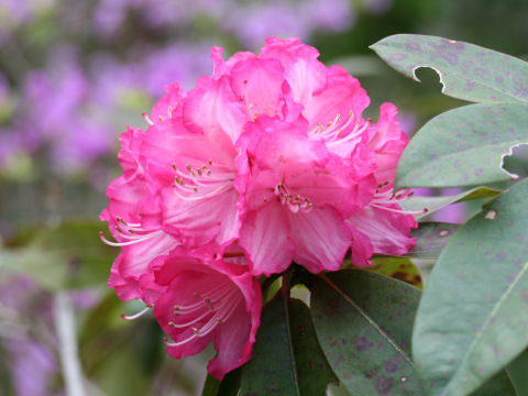 Rhododendron cv. Yumeji