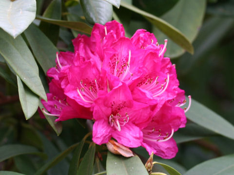 Rhododendron cv. Robert Bill
