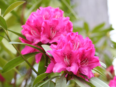 Rhododendron cv. Madam Masson