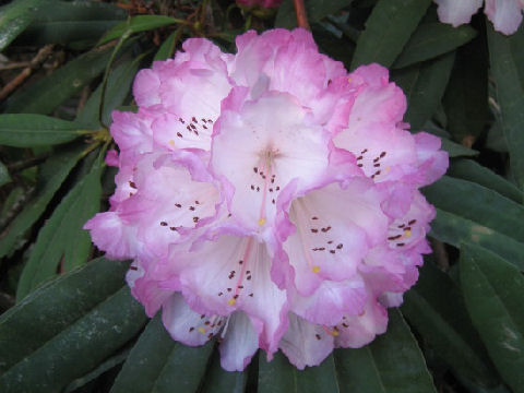 Rhododendron cv.