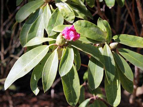 Rhododendron cv.