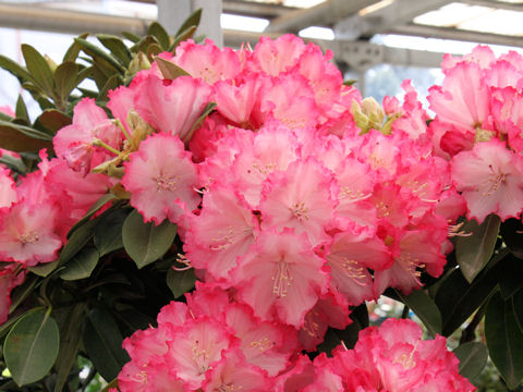 Rhododendron cv. Yumeji