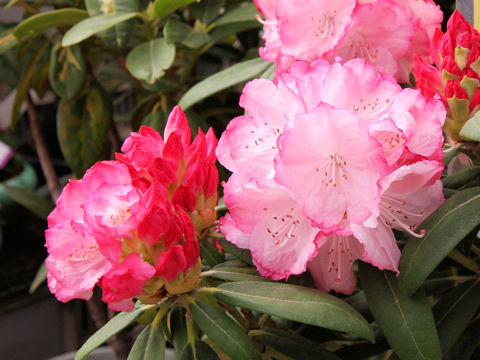 Rhododendron cv. Bonbori