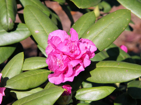 Rhododendron cv.