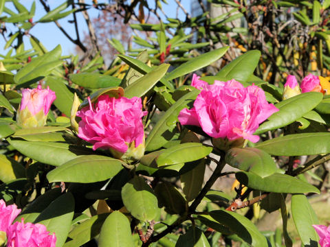 Rhododendron cv.