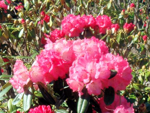 Rhododendron cv.