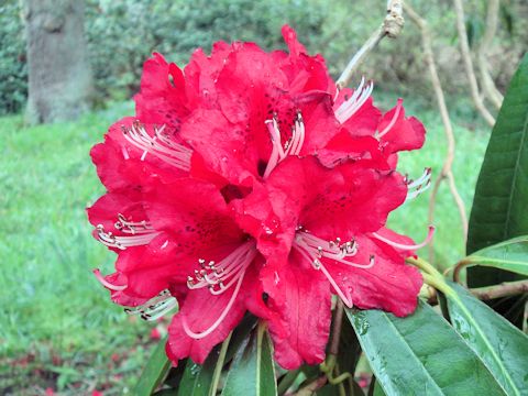 Rhododendron cv.