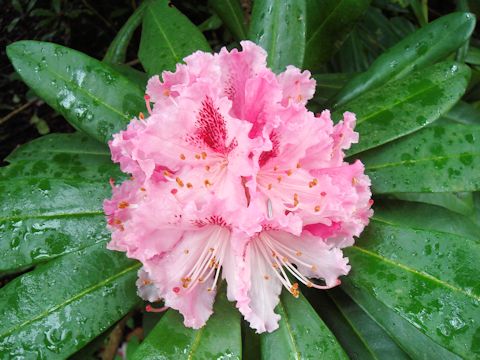 Rhododendron cv.