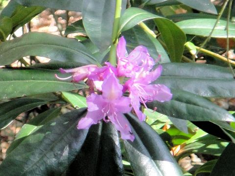 Rhododendron cv.