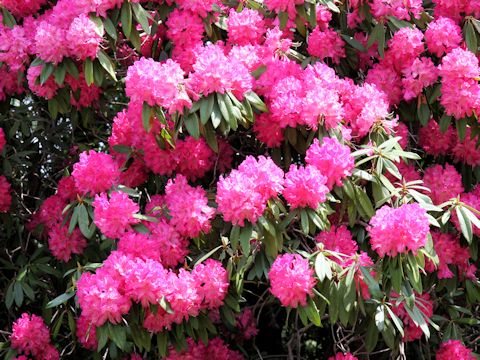 Rhododendron cv. Taiyo