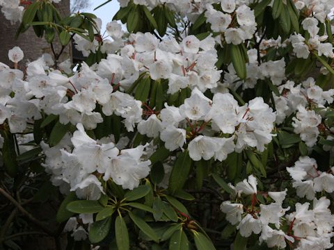 Rhododendron cv.