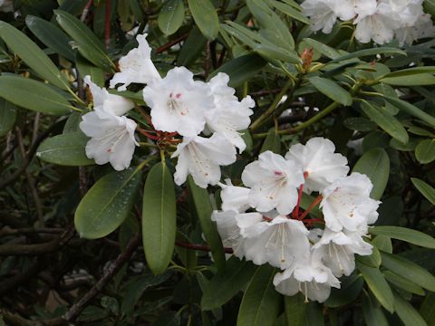 Rhododendron cv.