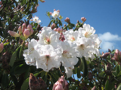 Rhododendron cv. Taiyo