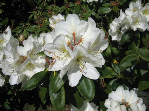 Rhododendron cv. Taiyo