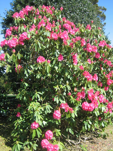 Rhododendron cv. Taiyo