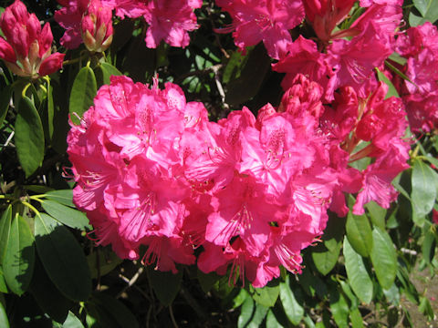 Rhododendron cv. Taiyo