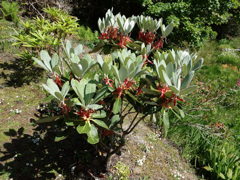 Rhododendron cv.